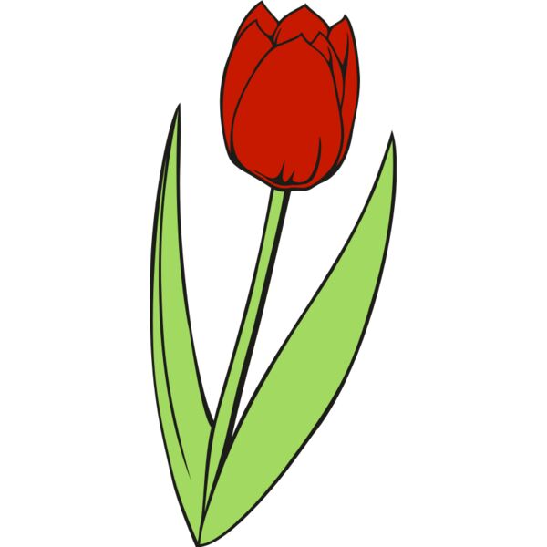 Tulip 01NC2CLR Thumbnail