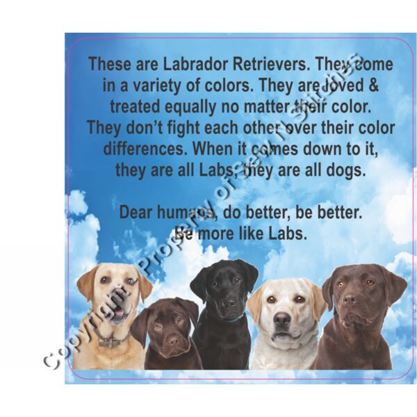 Adult Labradors  Thumbnail
