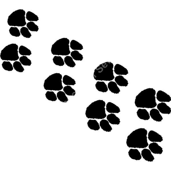 PAWS Thumbnail