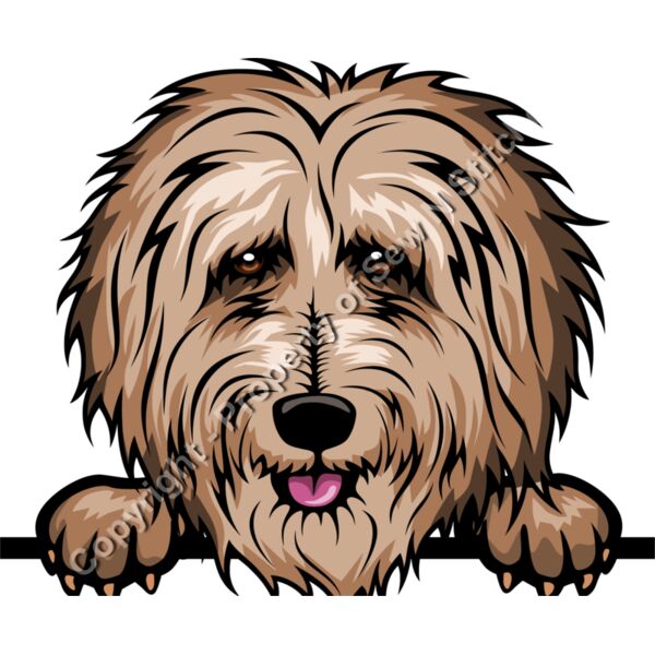 GOLDEN DOODLE Thumbnail