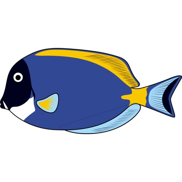 POWDER BLUE TANG Thumbnail